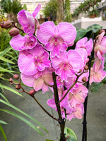 Carica l'immagine nel visualizzatore Galleria, Phalaenopsis Manta Romblon - Big Lip