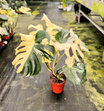 Carica l'immagine nel visualizzatore Galleria, Monstera deliciosa 'Thai Constellation'