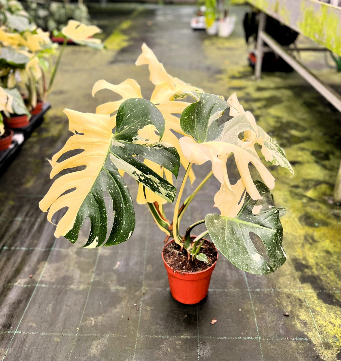 Monstera deliciosa 'Thai Constellation' – Giulio Celandroni Orchidee