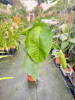 Carica l'immagine nel visualizzatore Galleria, Anthurium peltigerum XXL