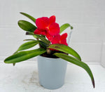 Carica l'immagine nel visualizzatore Galleria, Slc. Orpetii x Sophronitis brevipedunculata