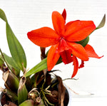 Carica l'immagine nel visualizzatore Galleria, Slc. Orpetii 'Hidden Treasure 4N' AM/AOS x Slc. Seagulls Apricot 'Choice Morsel'