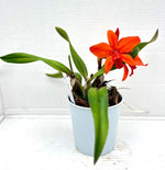 Carica l'immagine nel visualizzatore Galleria, Slc. Orpetii 'Hidden Treasure 4N' AM/AOS x Slc. Seagulls Apricot 'Choice Morsel'