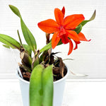 Carica l'immagine nel visualizzatore Galleria, Slc. Orpetii 'Hidden Treasure 4N' AM/AOS x Slc. Seagulls Apricot 'Choice Morsel'