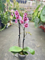 Carica l'immagine nel visualizzatore Galleria, Phalaenopsis Lianher Happy Pearl - Peloric