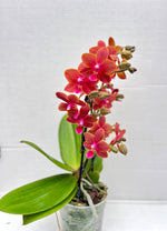 Carica l'immagine nel visualizzatore Galleria, Phalaenopsis Orange Baby