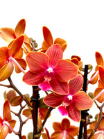 Carica l'immagine nel visualizzatore Galleria, Phalaenopsis Orange Baby