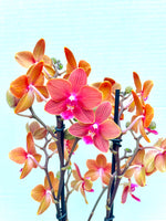 Carica l'immagine nel visualizzatore Galleria, Phalaenopsis Orange Baby