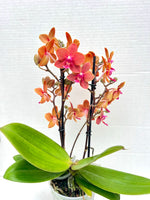 Carica l'immagine nel visualizzatore Galleria, Phalaenopsis Orange Baby