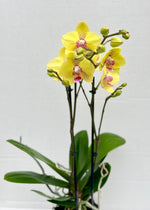 Carica l'immagine nel visualizzatore Galleria, Phalaenopsis Dragon Tree Mark's 'Dragon Tree Oriole' (Dragon Lady)