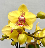 Carica l'immagine nel visualizzatore Galleria, Phalaenopsis Dragon Tree Mark's 'Dragon Tree Oriole' (Dragon Lady)