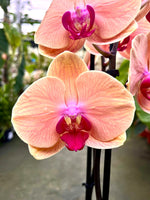 Carica l'immagine nel visualizzatore Galleria, Phalaenopsis Caribbean Dream