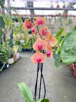 Carica l'immagine nel visualizzatore Galleria, Phalaenopsis Caribbean Dream