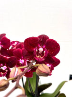 Carica l'immagine nel visualizzatore Galleria, Phalaenopsis Dark Legend