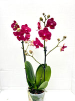 Carica l'immagine nel visualizzatore Galleria, Phalaenopsis Ruyi Rose