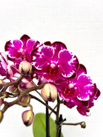 Carica l'immagine nel visualizzatore Galleria, Phalaenopsis Ming Yuan Rainbow