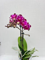 Carica l'immagine nel visualizzatore Galleria, Phalaenopsis Ming Yuan Rainbow