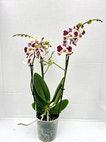 Carica l'immagine nel visualizzatore Galleria, Phalaenopsis Lioulin Berry