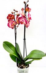 Carica l'immagine nel visualizzatore Galleria, Phalaenopsis Paisaje