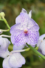 Carica l'immagine nel visualizzatore Galleria, Vanda Light Blue Mosaic