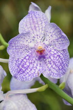 Carica l'immagine nel visualizzatore Galleria, Vanda Light Blue Mosaic