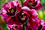 Carica l'immagine nel visualizzatore Galleria, Cymbidium Eternal Red
