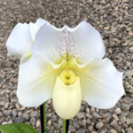 Carica l'immagine nel visualizzatore Galleria, Paphiopedilum White Lady (White Knight × Ice Age)