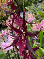 Carica l'immagine nel visualizzatore Galleria, Wilhelmara Pinot Princess 'Dark Side of the Moon'