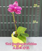 Carica l'immagine nel visualizzatore Galleria, Phalaenopsis YangYang Sun Pulchra (Phal. Mituo Sun x pulchra)