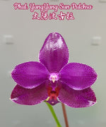 Carica l'immagine nel visualizzatore Galleria, Phalaenopsis YangYang Sun Pulchra (Phal. Mituo Sun x pulchra)