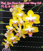 Carica l'immagine nel visualizzatore Galleria, Phalaenopsis Yuan Shan Sweet Girl
