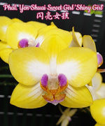 Carica l'immagine nel visualizzatore Galleria, Phalaenopsis Yen Shuai Sweet Girl 'Shiny Girl'