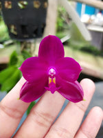 Carica l'immagine nel visualizzatore Galleria, Phalaenopsis Shingher Pure Love x bellina coerulea