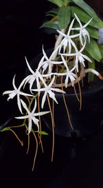 Carica l'immagine nel visualizzatore Galleria, Ypsilopus amaniensis syn. Rangeris amaniensis