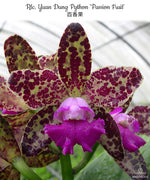 Carica l'immagine nel visualizzatore Galleria, Rhyncholaeliocattleya Yuan Dung Python 'Passion Fruit'