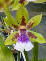 Carica l'immagine nel visualizzatore Galleria, Zygoneria Adelaide Meadows