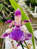 Carica l'immagine nel visualizzatore Galleria, Zygopetalum Rhein 'Blue Angel'