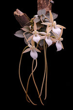 Carica l'immagine nel visualizzatore Galleria, Aerangis punctata