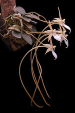 Carica l'immagine nel visualizzatore Galleria, Aerangis punctata