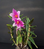 Carica l'immagine nel visualizzatore Galleria, Dendrobium cuthbertsonii x sulawesiense