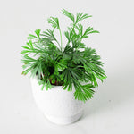 Carica l'immagine nel visualizzatore Galleria, Actiniopteris australis (felce ciglia)