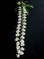 Carica l'immagine nel visualizzatore Galleria, Aerangis citrata