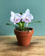 Carica l'immagine nel visualizzatore Galleria, Cattleya alaorii