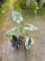 Carica l'immagine nel visualizzatore Galleria, OFFERTA ALOCASIA