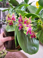 Carica l'immagine nel visualizzatore Galleria, Phalaenopsis Guadalupe Pineda (amboinensis x bellina)