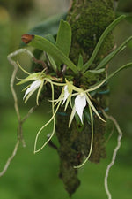 Carica l'immagine nel visualizzatore Galleria, Angraecum elephantinum