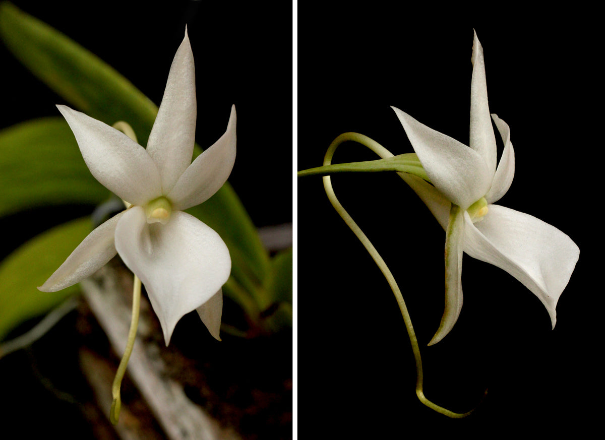 Angraecum leonis – Giulio Celandroni Orchidee