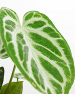 Carica l'immagine nel visualizzatore Galleria, Anthurium crystallinum 'silver blush'