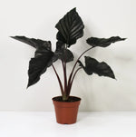 Carica l'immagine nel visualizzatore Galleria, Alocasia Antoro Velvet