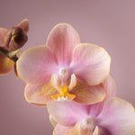 Carica l'immagine nel visualizzatore Galleria, Phalaenopsis Salmon